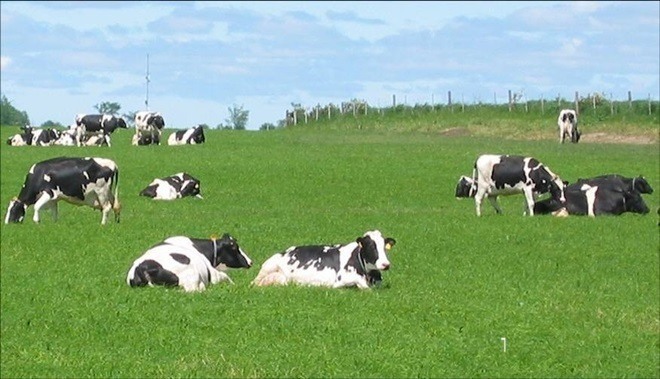 Những con bò nuôi tự nhiên - người lao động